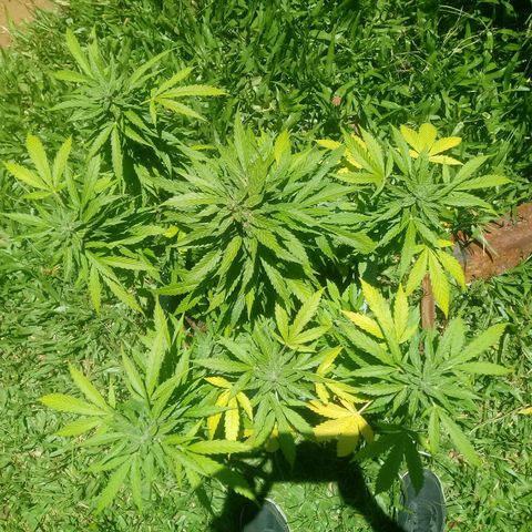 Amnésia gold  growlog timeline photo