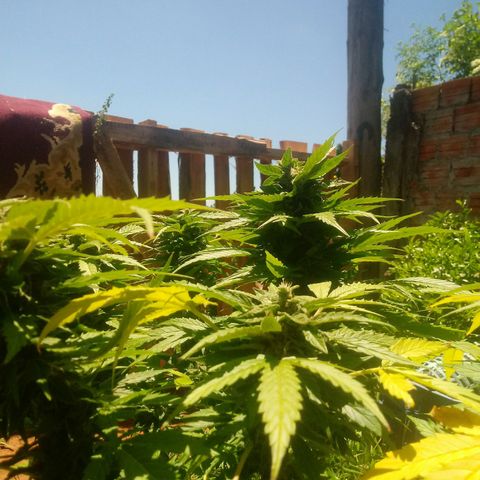 Amnésia gold  growlog timeline photo
