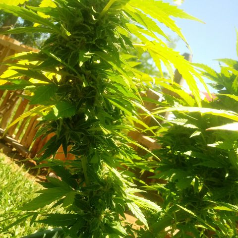 Amnésia gold  growlog timeline photo