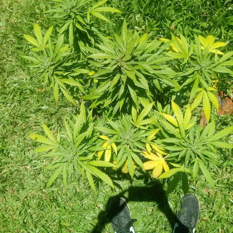 Amnésia gold  growlog timeline photo