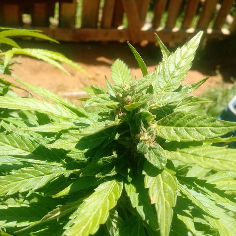 Amnésia gold  growlog timeline photo