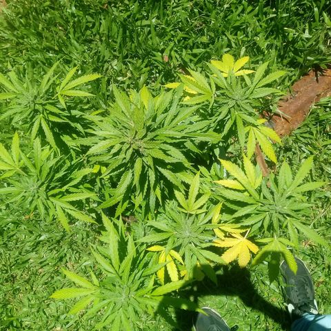 Amnésia gold  growlog timeline photo