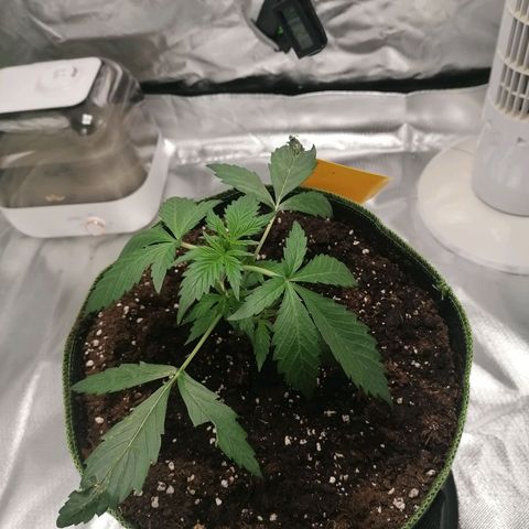 Kings juice auto growlog photo: Tag 18 nach Beginn der photosynthese