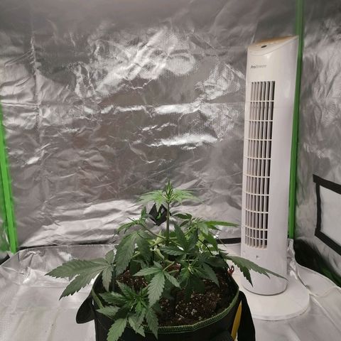 Kings juice auto growlog photo: Scrog netzt angebracht
LST fortgesetzt
