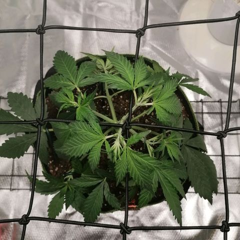 Kings juice auto growlog photo: Scrog netzt angebracht
LST fortgesetzt
