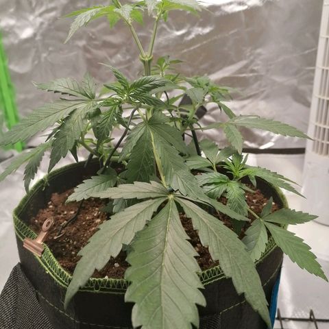 Kings juice auto growlog photo: Scrog netzt angebracht
LST fortgesetzt
