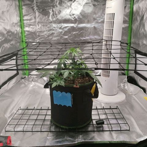 Kings juice auto growlog photo: Scrog netzt angebracht
LST fortgesetzt
