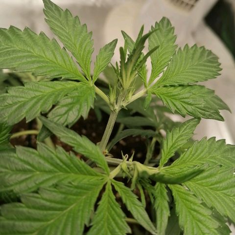 Kings juice auto growlog photo: Scrog netzt angebracht
LST fortgesetzt

