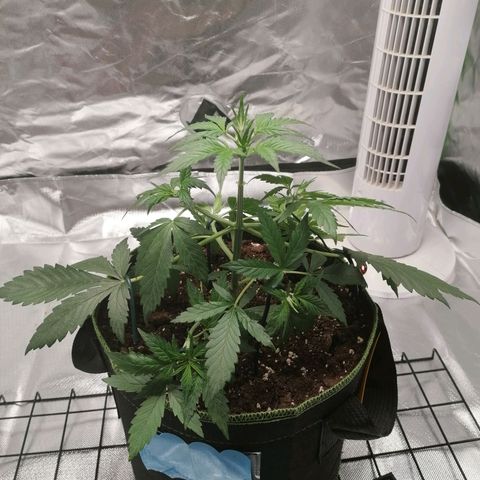 Kings juice auto growlog photo: Scrog netzt angebracht
LST fortgesetzt
