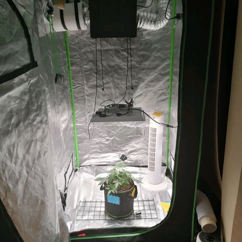 Kings juice auto growlog photo: Scrog netzt angebracht
LST fortgesetzt
