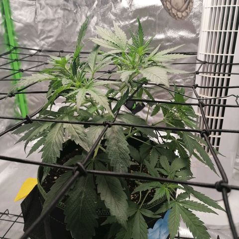 Kings juice auto growlog photo: Höhe: 27cm