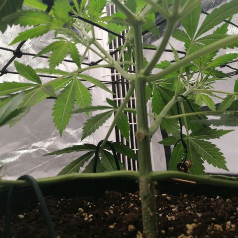 Kings juice auto growlog photo: Höhe: 27cm