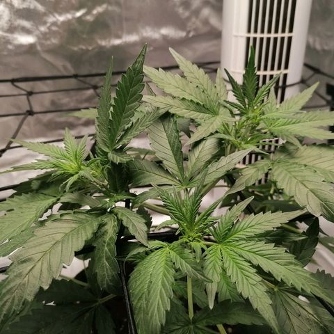 Kings juice auto growlog photo: Höhe: 27cm