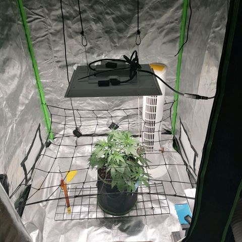 Kings juice auto growlog photo: Höhe: 27cm