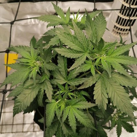 Kings juice auto growlog photo: Höhe: 27cm