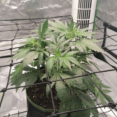 Kings juice auto growlog timeline photo