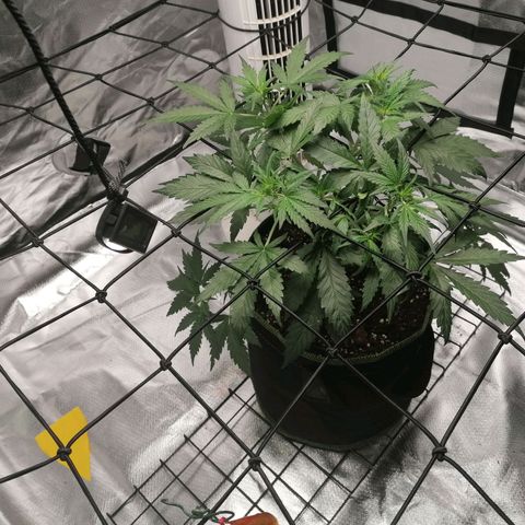 Kings juice auto growlog photo: Ca. 30 cm groß
Entlaubung im unterem Bereich
Unschlüssig ob ich die beiden unteren Triebe lollipoppen sollte. 