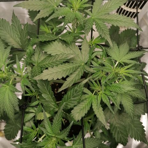 Kings juice auto growlog photo: Ca. 30 cm groß
Entlaubung im unterem Bereich
Unschlüssig ob ich die beiden unteren Triebe lollipoppen sollte. 