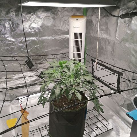 Kings juice auto growlog photo: Ca. 30 cm groß
Entlaubung im unterem Bereich
Unschlüssig ob ich die beiden unteren Triebe lollipoppen sollte. 