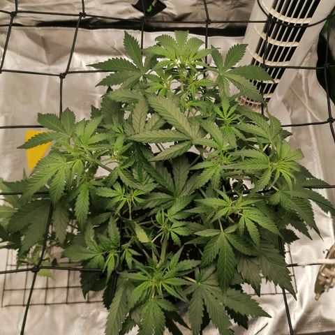 Kings juice auto growlog timeline photo
