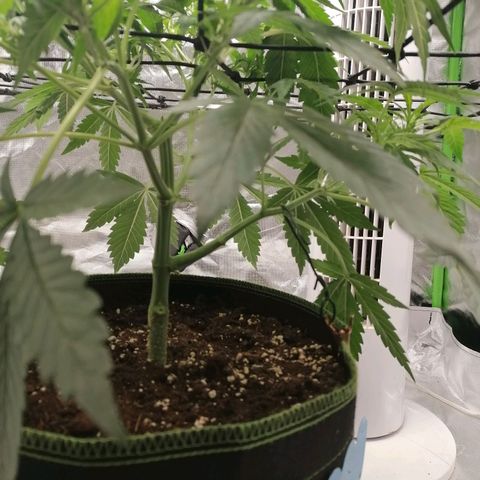 Kings juice auto growlog timeline photo