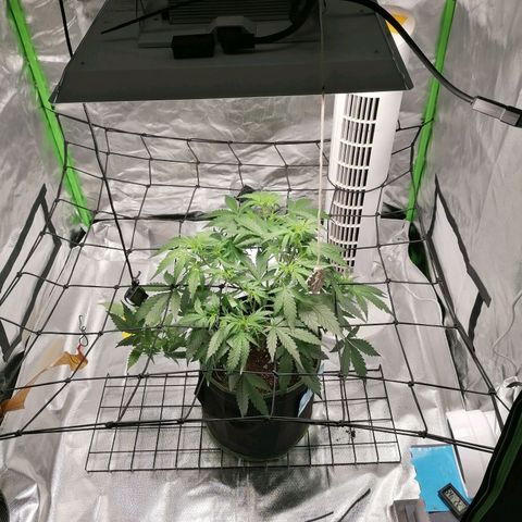 Kings juice auto growlog timeline photo