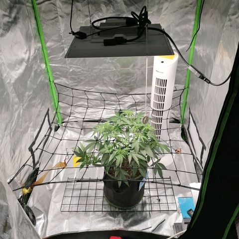 Kings juice auto growlog timeline photo