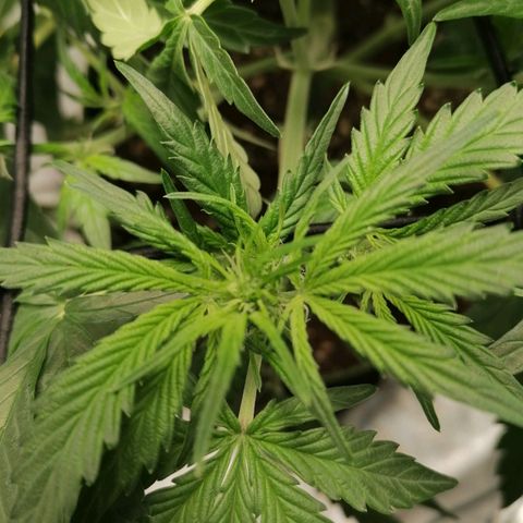 Kings juice auto growlog timeline photo