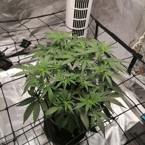 Kings juice auto growlog timeline photo