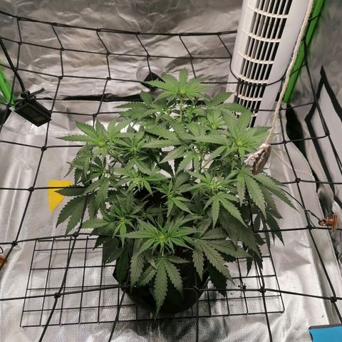 Kings juice auto growlog timeline photo