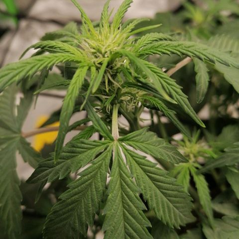 Kings juice auto growlog timeline photo