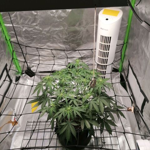 Kings juice auto growlog timeline photo