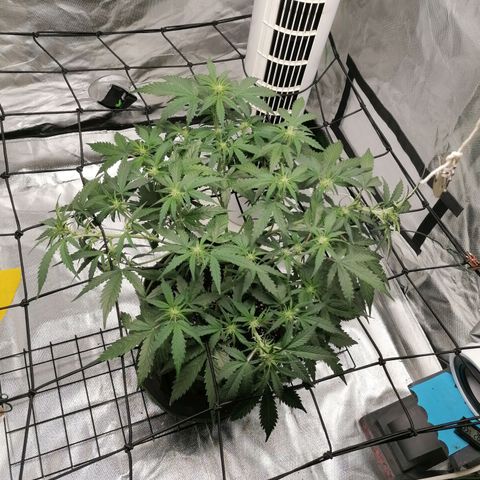Kings juice auto growlog timeline photo