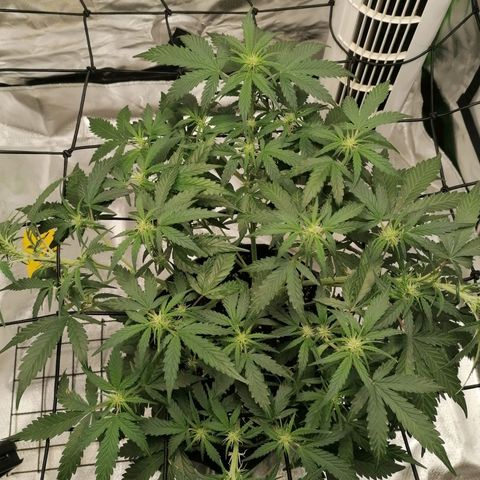 Kings juice auto growlog timeline photo