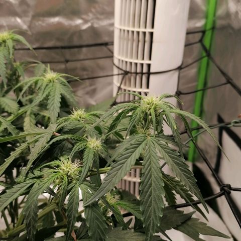 Kings juice auto growlog timeline photo