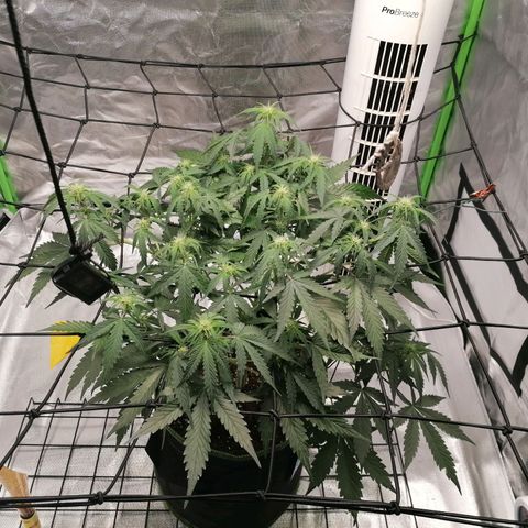 Kings juice auto growlog timeline photo