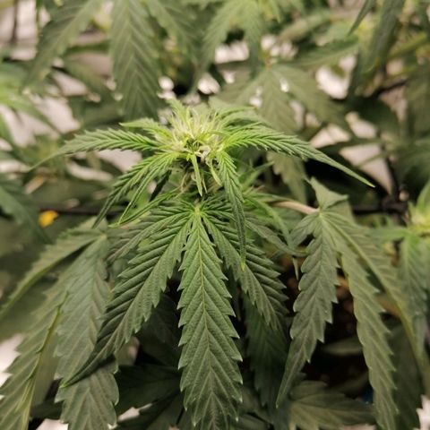 Kings juice auto growlog timeline photo