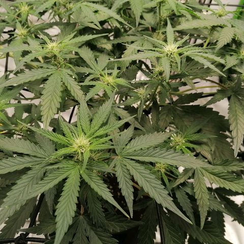 Kings juice auto growlog timeline photo
