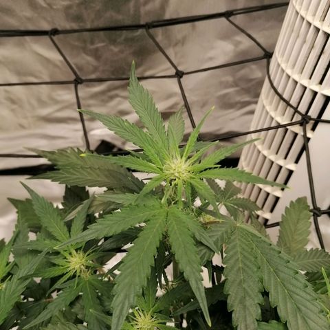 Kings juice auto growlog timeline photo