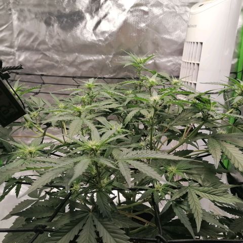 Kings juice auto growlog timeline photo