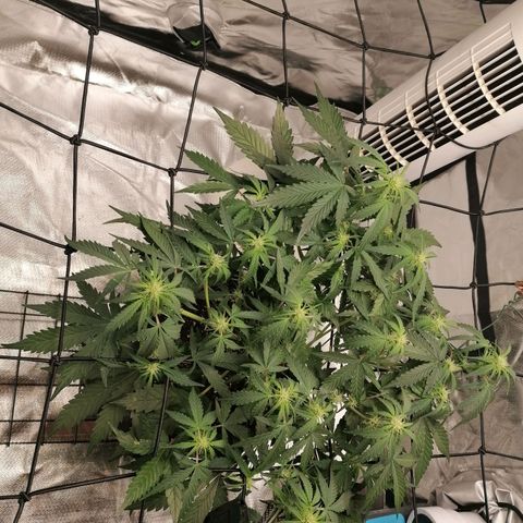 Kings juice auto growlog timeline photo