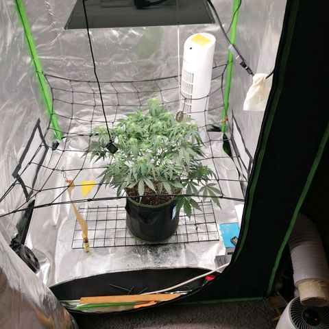 Kings juice auto growlog timeline photo