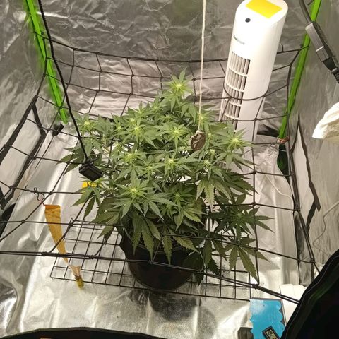 Kings juice auto growlog timeline photo