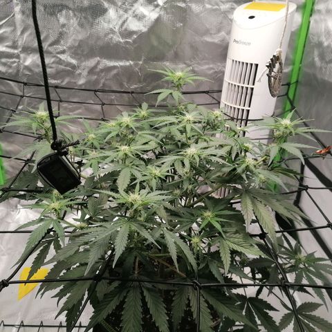 Kings juice auto growlog timeline photo