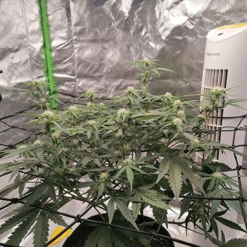 Kings juice auto growlog timeline photo