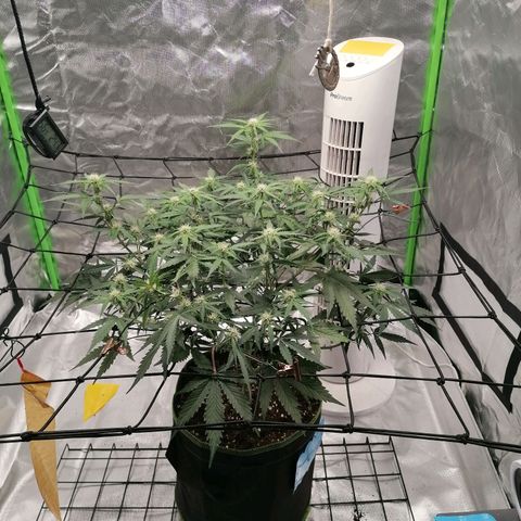 Kings juice auto growlog timeline photo