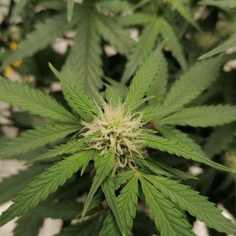 Kings juice auto growlog timeline photo