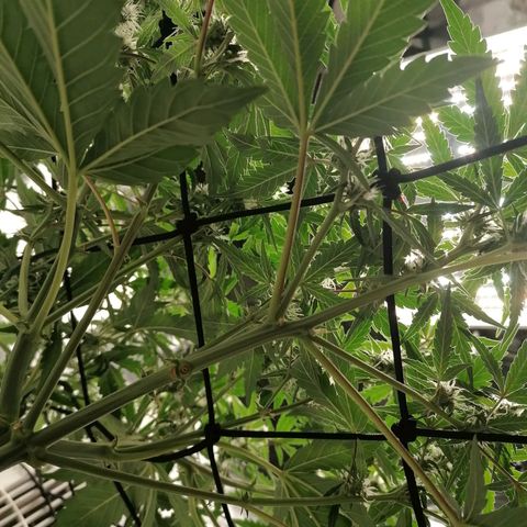 Kings juice auto growlog timeline photo