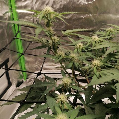 Kings juice auto growlog timeline photo