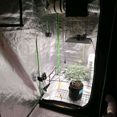 Kings juice auto growlog timeline photo